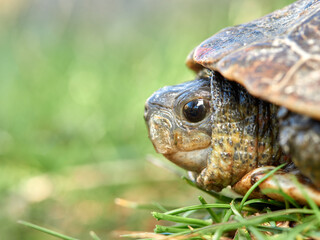 Leprous turtle. Mauremys leprous