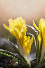 Spring yellow crocus in water drops on a defocused background, macro