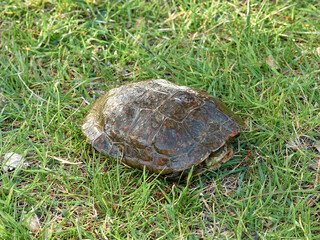 Leprous turtle. Mauremys leprous