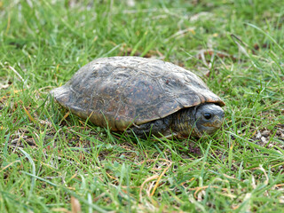 Leprous turtle. Mauremys leprous