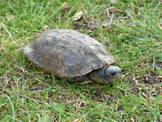 Leprous tortoise. Mauremys leprous