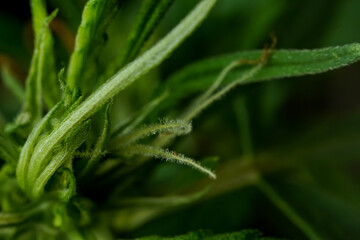 Cannabis plant, marijuana, hemp flower closeup shot grow in natural outdoor. Its bud, leaves, oil, flower use in alternative medical. THC and CBD for health. Indica or sativa.