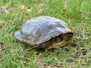 Leprous tortoise. Mauremys leprous