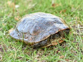 Leprous tortoise. Mauremys leprous