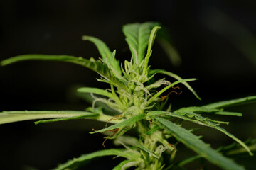 Cannabis plant, marijuana, hemp flower closeup shot grow in natural outdoor. Its bud, leaves, oil, flower use in alternative medical. THC and CBD for health. Indica or sativa.
