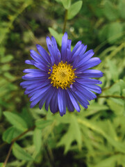 Obraz premium Beauty