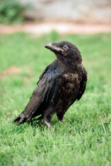 black live adult raven portrait stands on the green grass on a sunny day looking at the camera