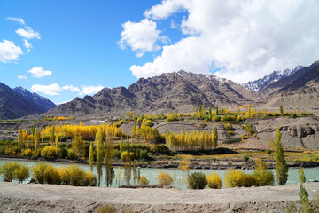  Nature scene - Yellow leaves tree of fall foliage in begin autumn season with blue river canal at Leh Ladakh , Jammu and Kashmir , India