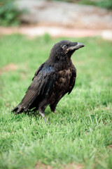 black live adult raven portrait stands on the green grass on a sunny day looking at the camera