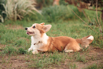 a small red corgi puppy with a long tail, lying on the green grass