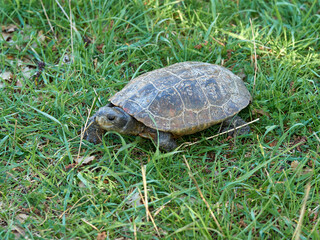 Leprous tortoise. Mauremys leprous