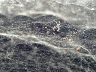 spider on a web