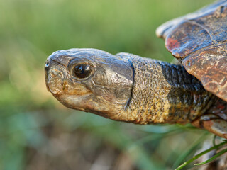 Leprous tortoise. Mauremys leprous