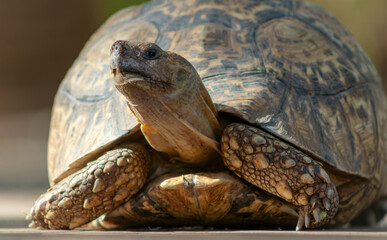 Naklejka premium Close up of a cute turtle lying in the green grass.