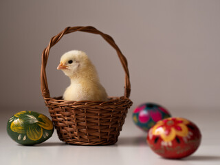 Wielkanocny kurczak siedzący w koszyku - obrazy, fototapety, plakaty