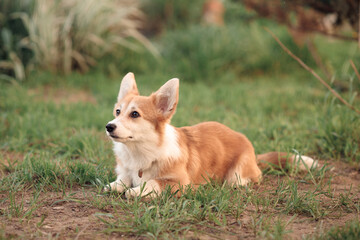 Naklejka na ściany i meble a small red corgi puppy with a long tail, lying on the green grass