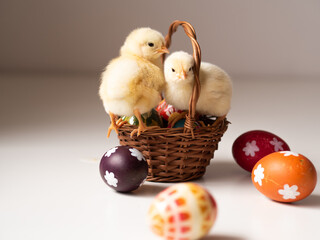 Słodkie kurczaczki wielkanocne przytulające się w koszyczku 