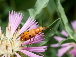 Orange beetle bugs. Leptopalpus rostratus