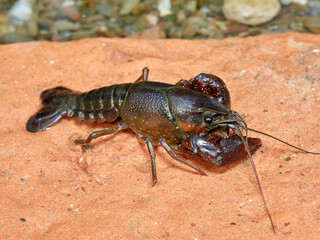 Red Swamp Crayfish. Procambarus clarkii