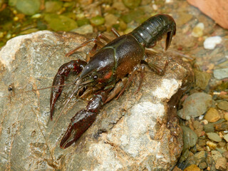 Red Swamp Crayfish. Procambarus clarkii