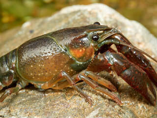 Red Swamp Crayfish. Procambarus clarkii