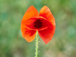 Corn Poppy plugs. Papaver rhoeas.