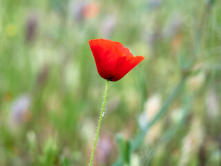 Corn Poppy plugs. Papaver rhoeas.