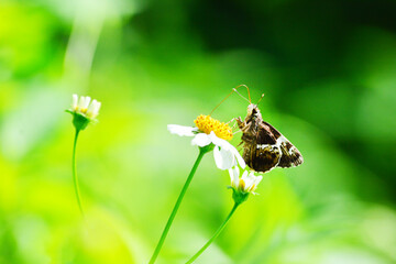 butterfly on a flower