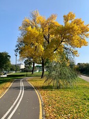 autumn in the park