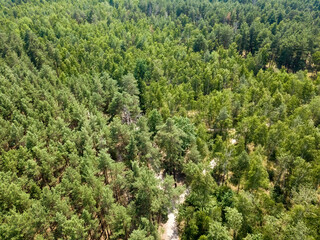 Dirt path in the summer green forest. Aerial drone view.