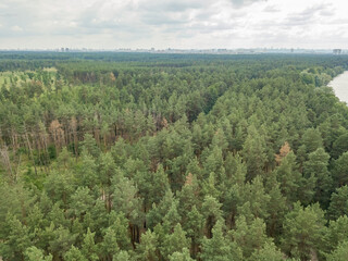 Green forest in summer. Aerial drone view.