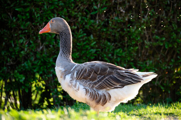 Obraz premium Domestic Greylag Goose. Anser anser var. domesticus