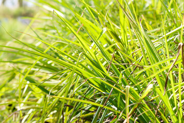 Paspalum Atratum: Grass for animals, buffalo grass in Thailand