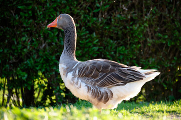 Domestic Greylag Goose. Anser anser var. domesticus
