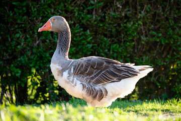 Domestic Greylag Goose. Anser anser var. domesticus