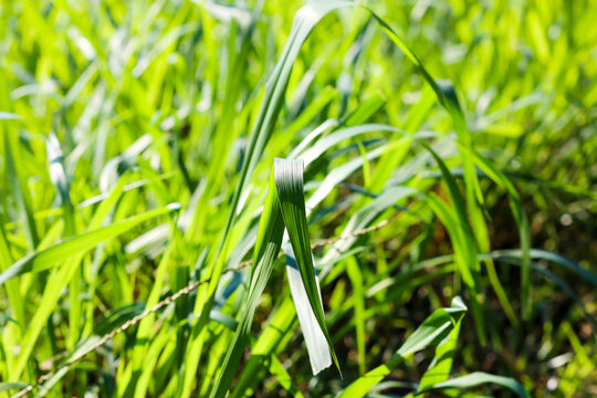 Mombasa guinea: Paspalum Maximum Cv. Mombasa: Grass for animals, buffalo grass in Thailand