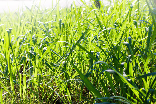Mombasa guinea: Paspalum Maximum Cv. Mombasa: Grass for animals, buffalo grass in Thailand