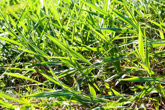 Brachiaria Brizantha: Grass for animals, buffalo grass in Thailand