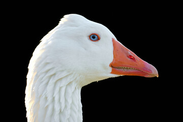 Domestic Greylag Goose. Anser anser var. domesticus