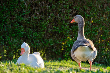 Domestic Greylag Goose. Anser anser var. domesticus