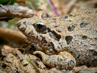 Iberian Painted Frog. Discoglossus galganoi