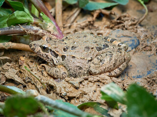 Iberian Painted Frog. Discoglossus galganoi