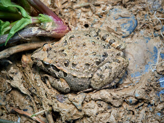 Iberian Painted Frog. Discoglossus galganoi