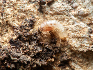 Termite. Reticulitermes lucifugus