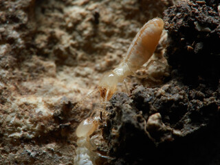 Termite. Reticulitermes lucifugus