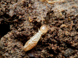 Termite. Reticulitermes lucifugus