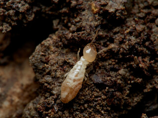Termite. Reticulitermes lucifugus
