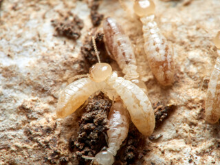 Termite. Reticulitermes lucifugus