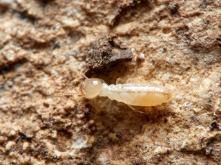 Termite. Reticulitermes lucifugus