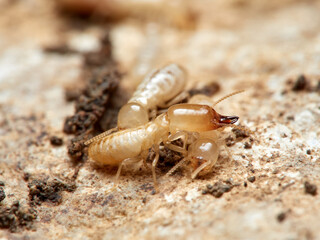 Termite. Reticulitermes lucifugus